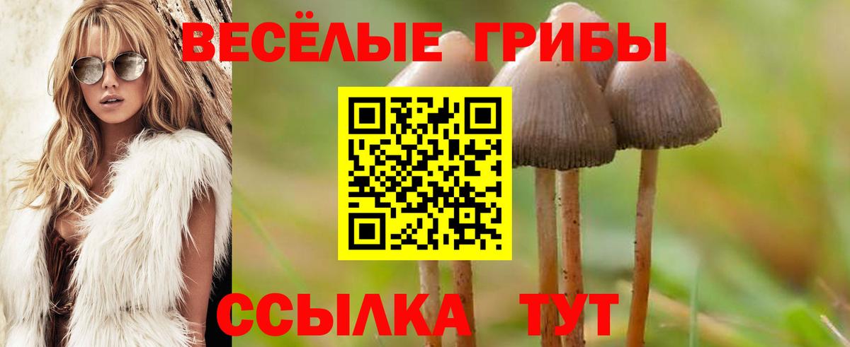 Галлюциногенные грибы Psilocybe Вологда